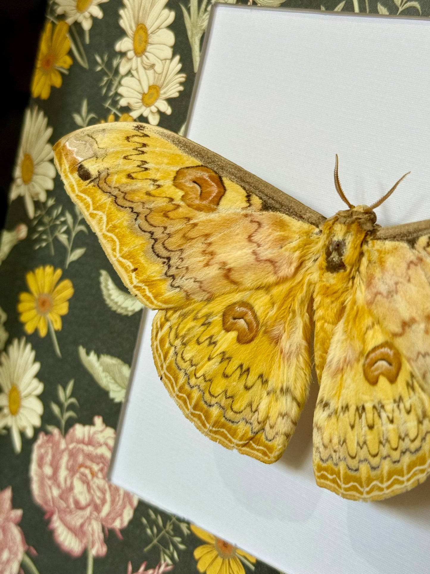 Oberthür's Silkmoth