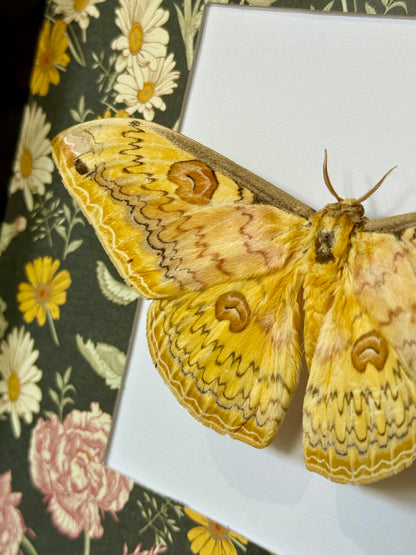 Oberthür's Silkmoth