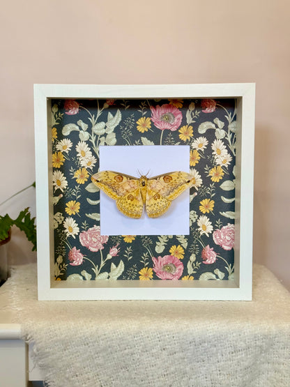 Oberthür's Silkmoth