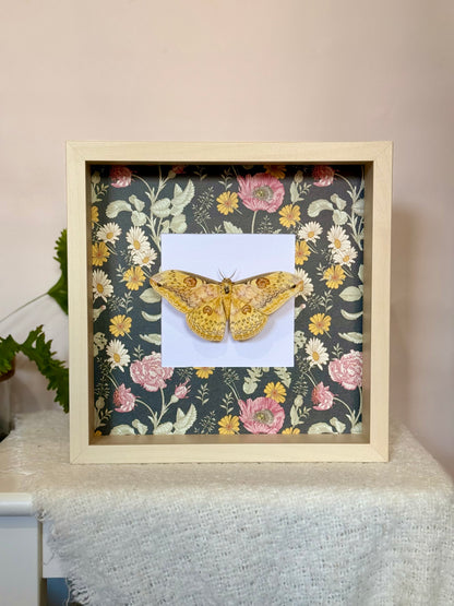 Oberthür's Silkmoth