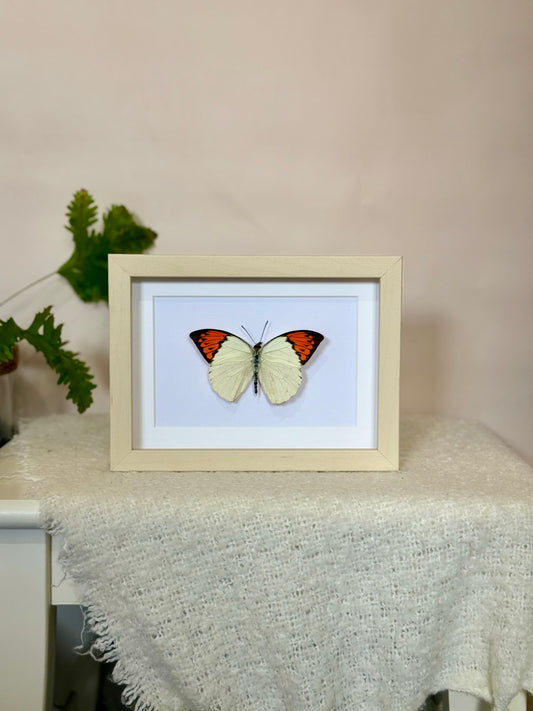 Great Orange Tip Butterfly