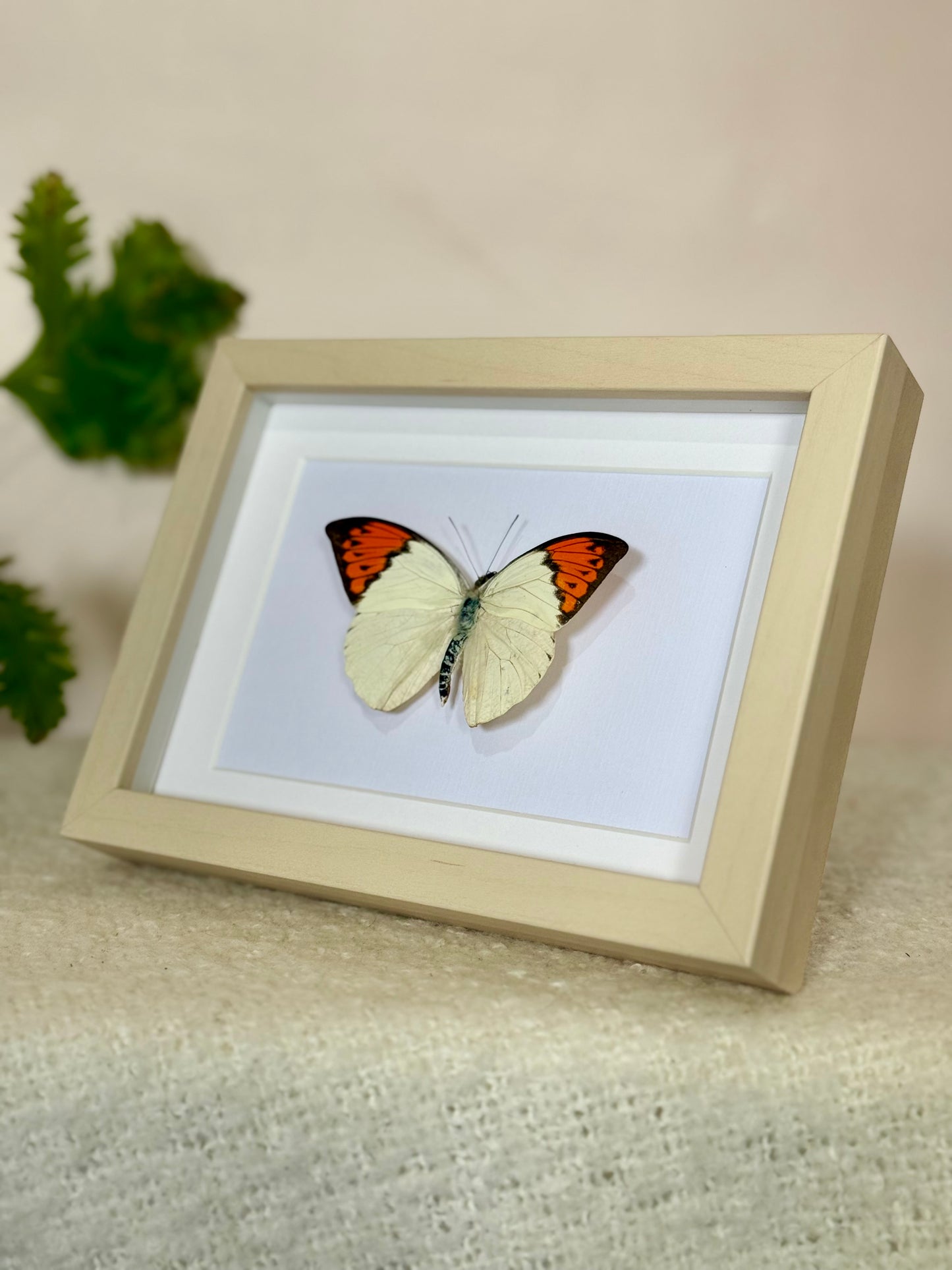 Great Orange Tip Butterfly