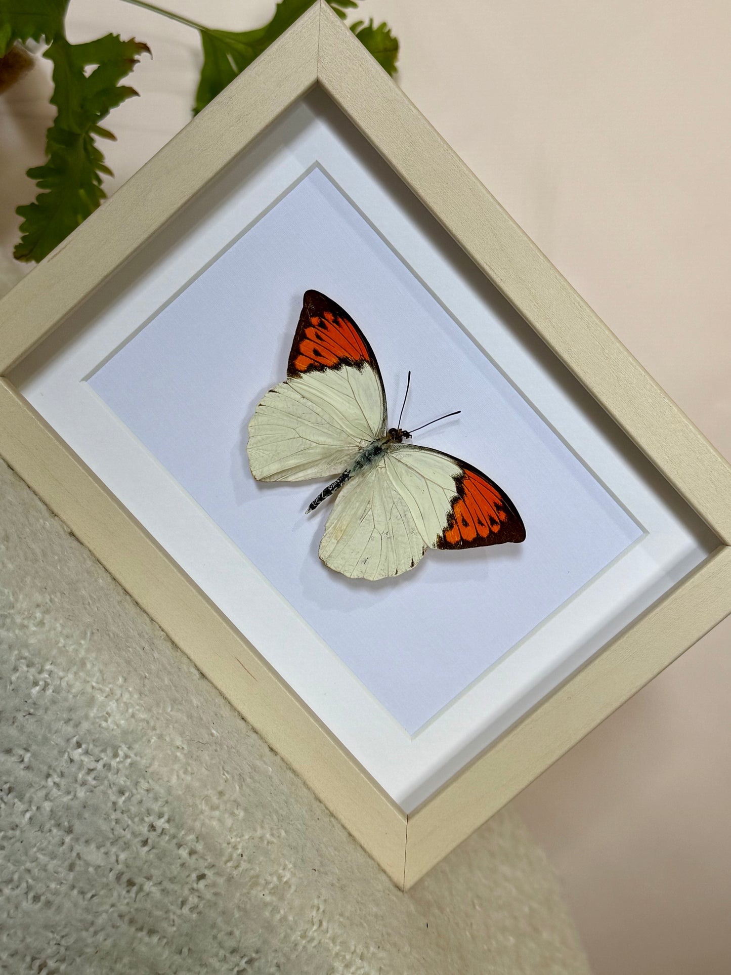Great Orange Tip Butterfly