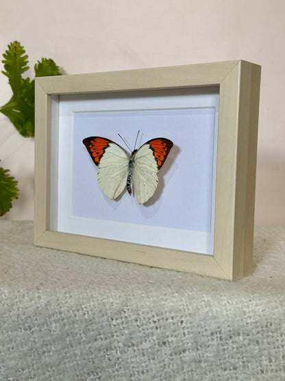 Great Orange Tip Butterfly