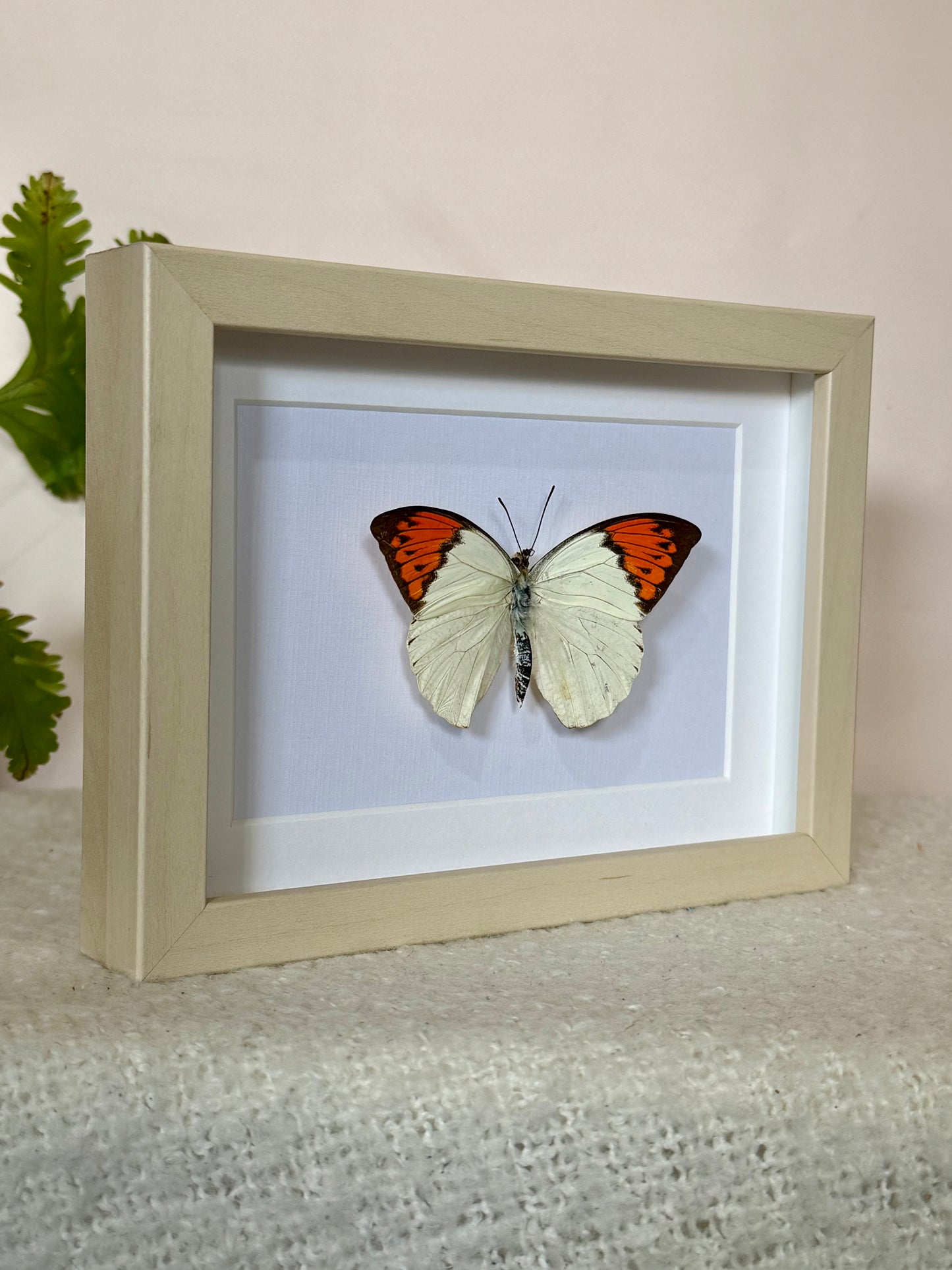 Great Orange Tip Butterfly