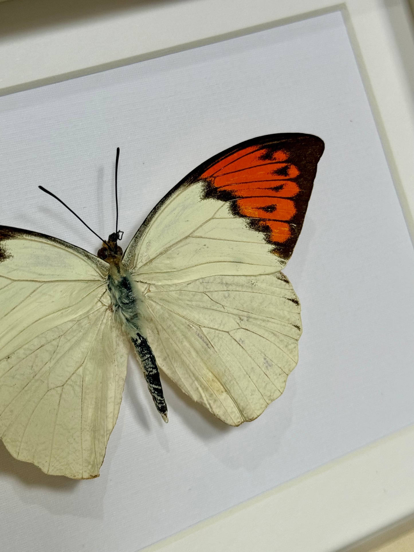 Great Orange Tip Butterfly