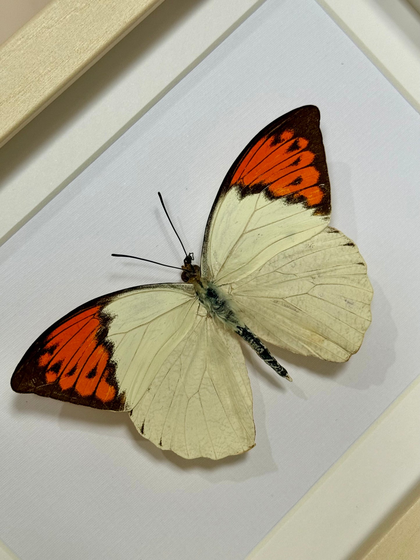 Great Orange Tip Butterfly
