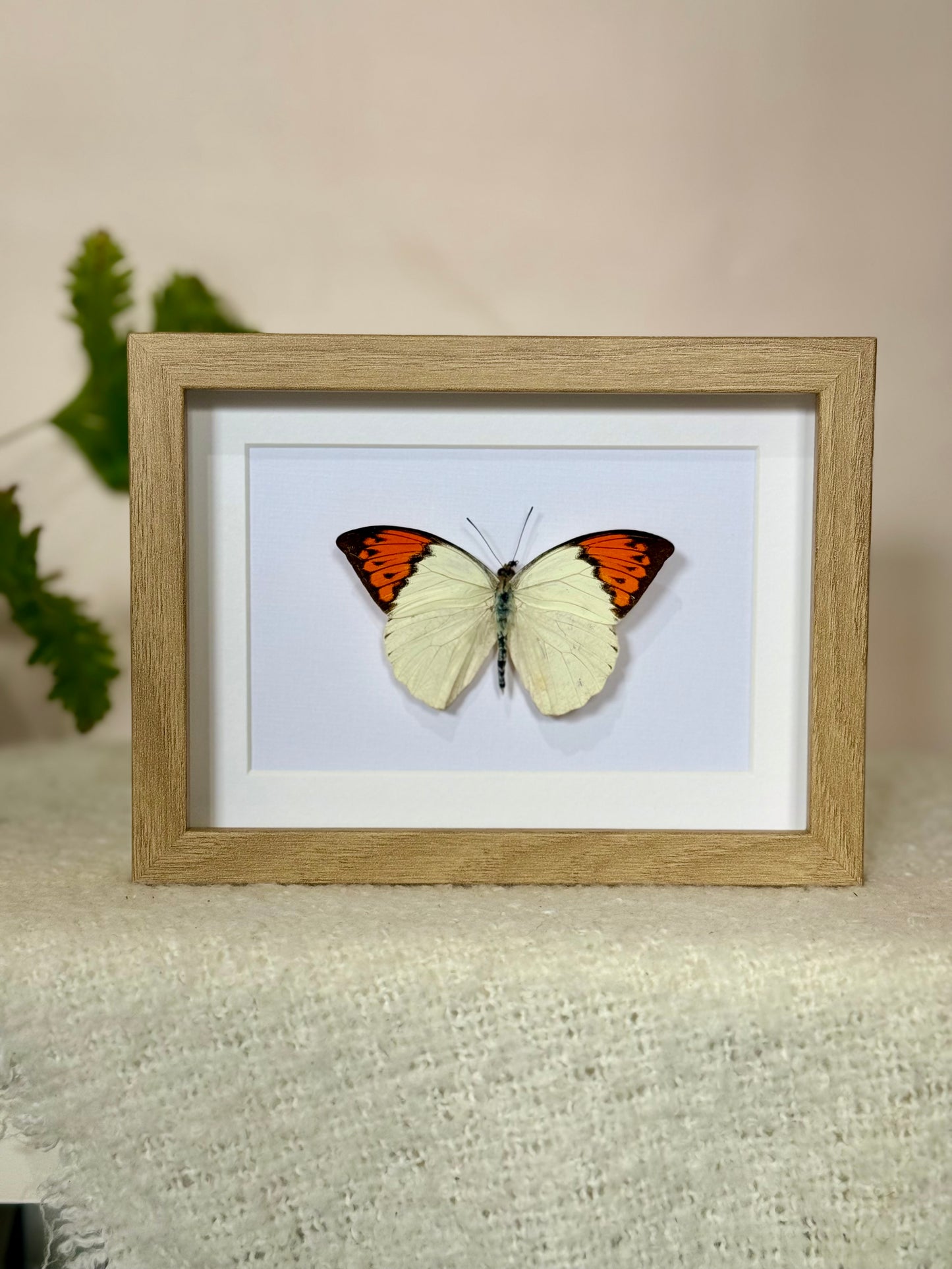Great Orange Tip Butterfly