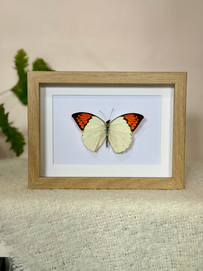 Great Orange Tip Butterfly