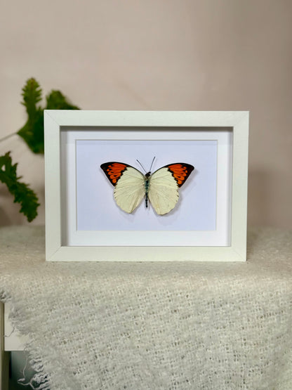Great Orange Tip Butterfly