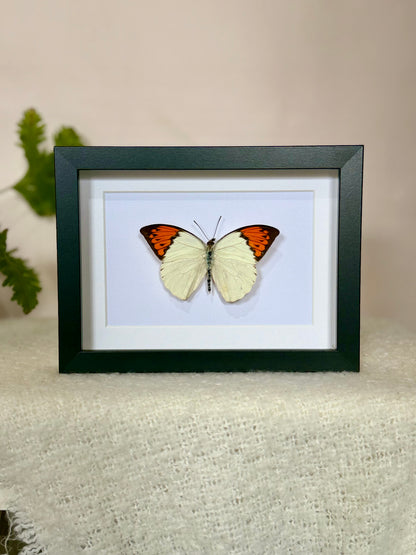 Great Orange Tip Butterfly