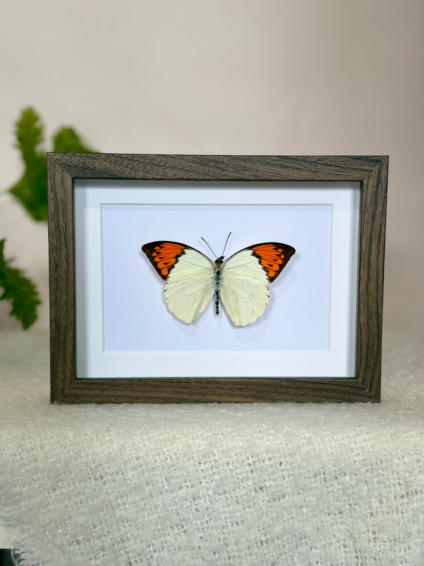 Great Orange Tip Butterfly