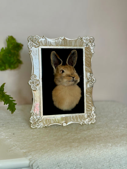 European Rabbit Head Mount