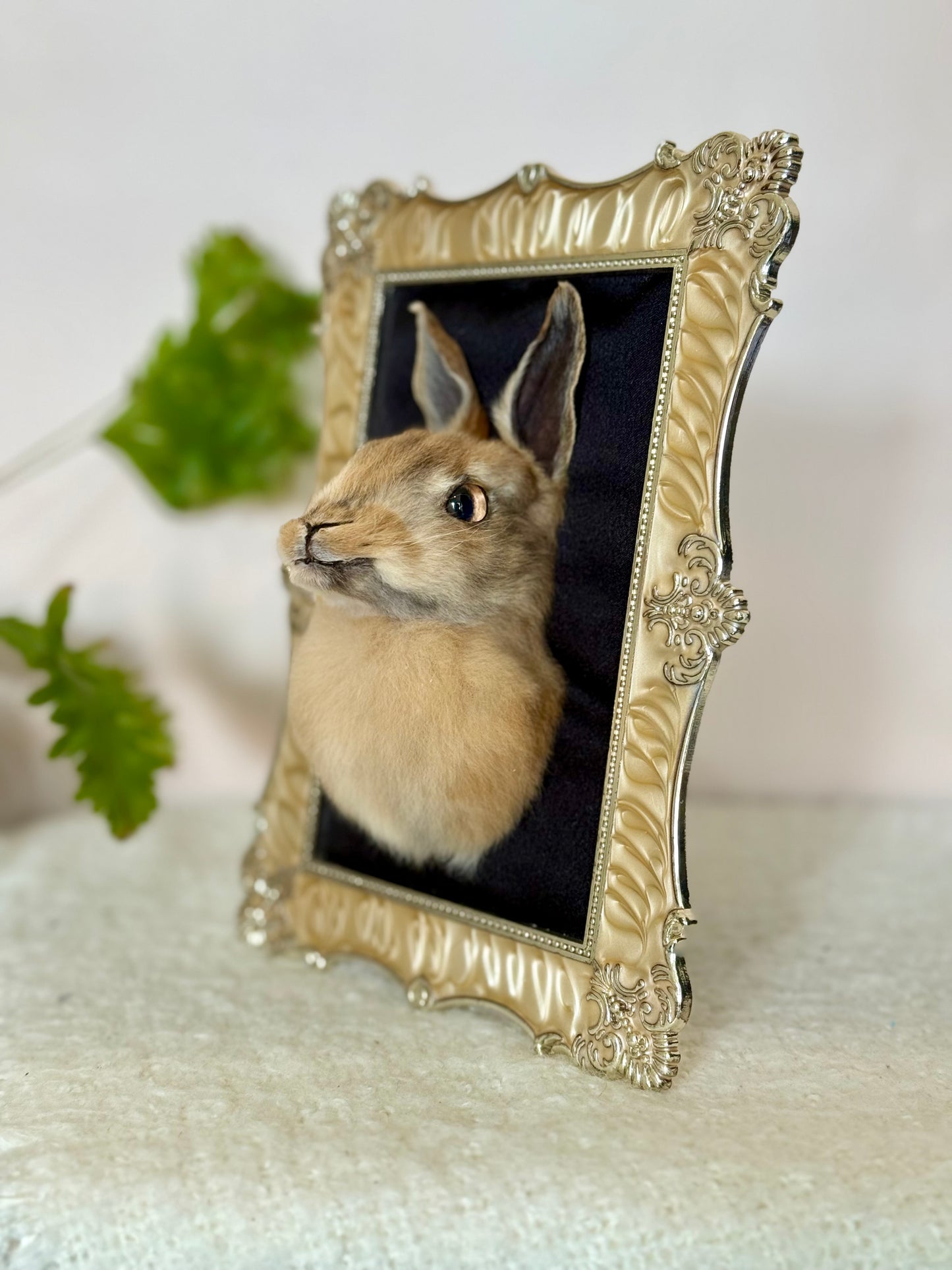 European Rabbit Head Mount