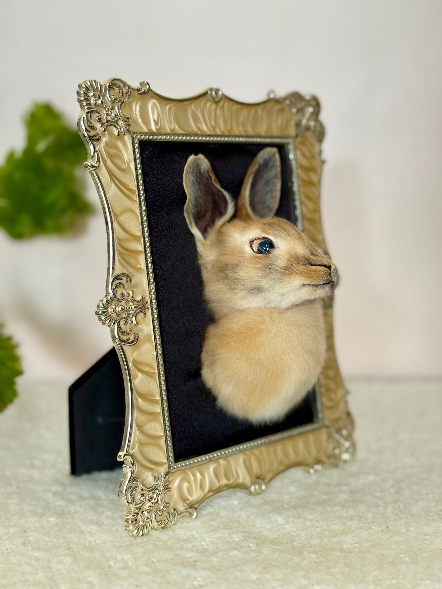 European Rabbit Head Mount