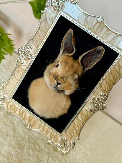 European Rabbit Head Mount