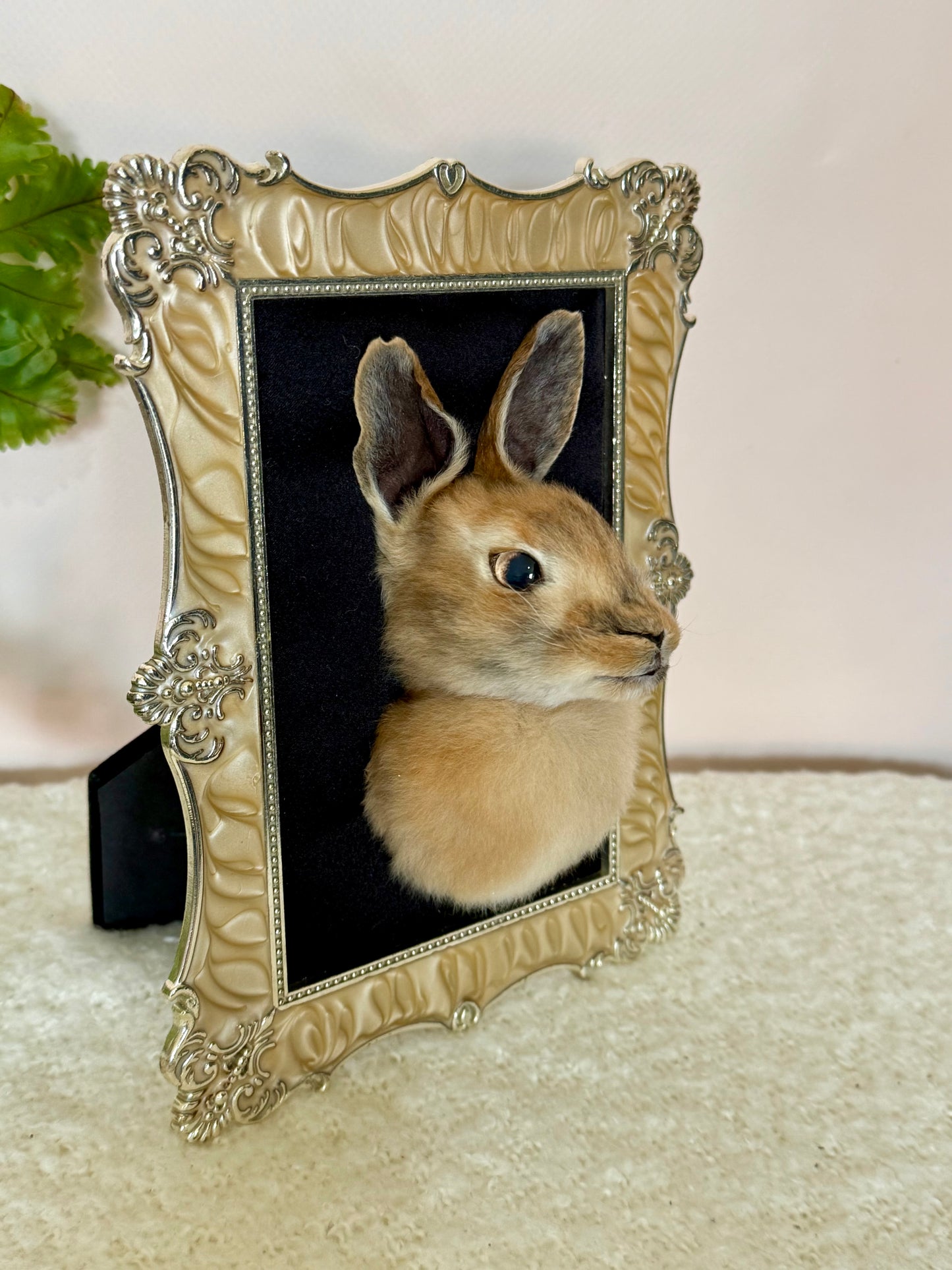 European Rabbit Head Mount