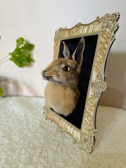 European Rabbit Head Mount