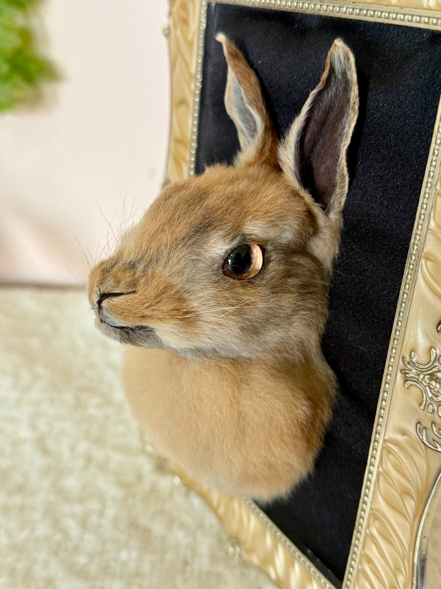 European Rabbit Head Mount