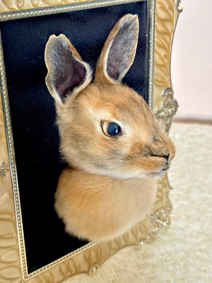 European Rabbit Head Mount