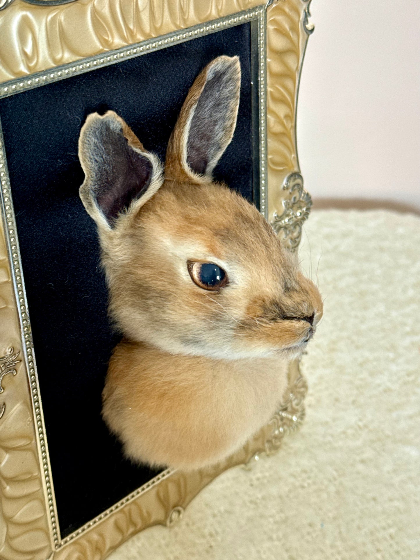 European Rabbit Head Mount