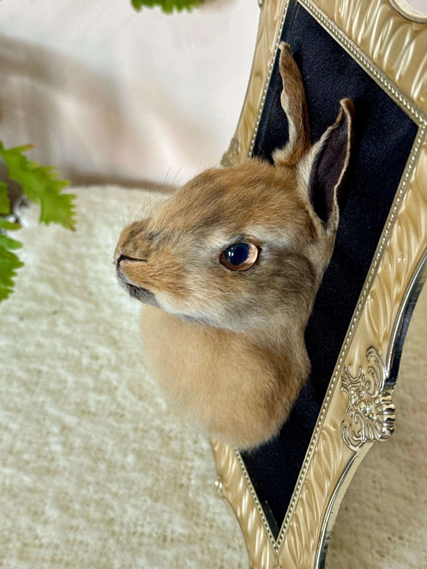 European Rabbit Head Mount
