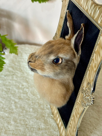 European Rabbit Head Mount