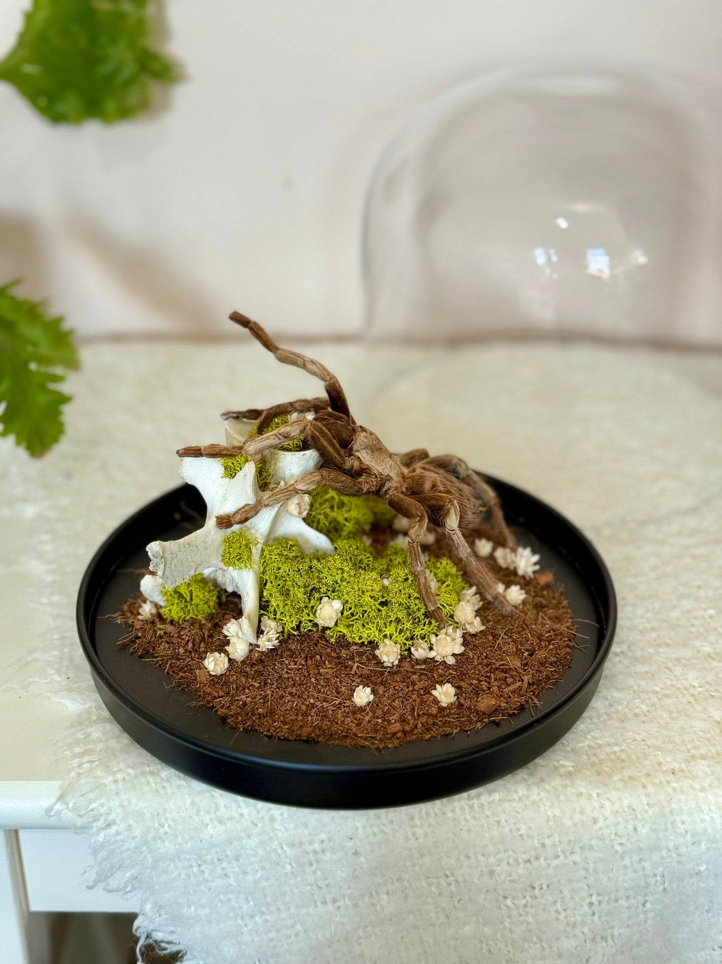 Brazilian Rusty Birdeater Tarantula with Vertebral Bone