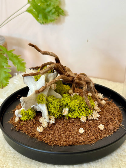 Brazilian Rusty Birdeater Tarantula with Vertebral Bone