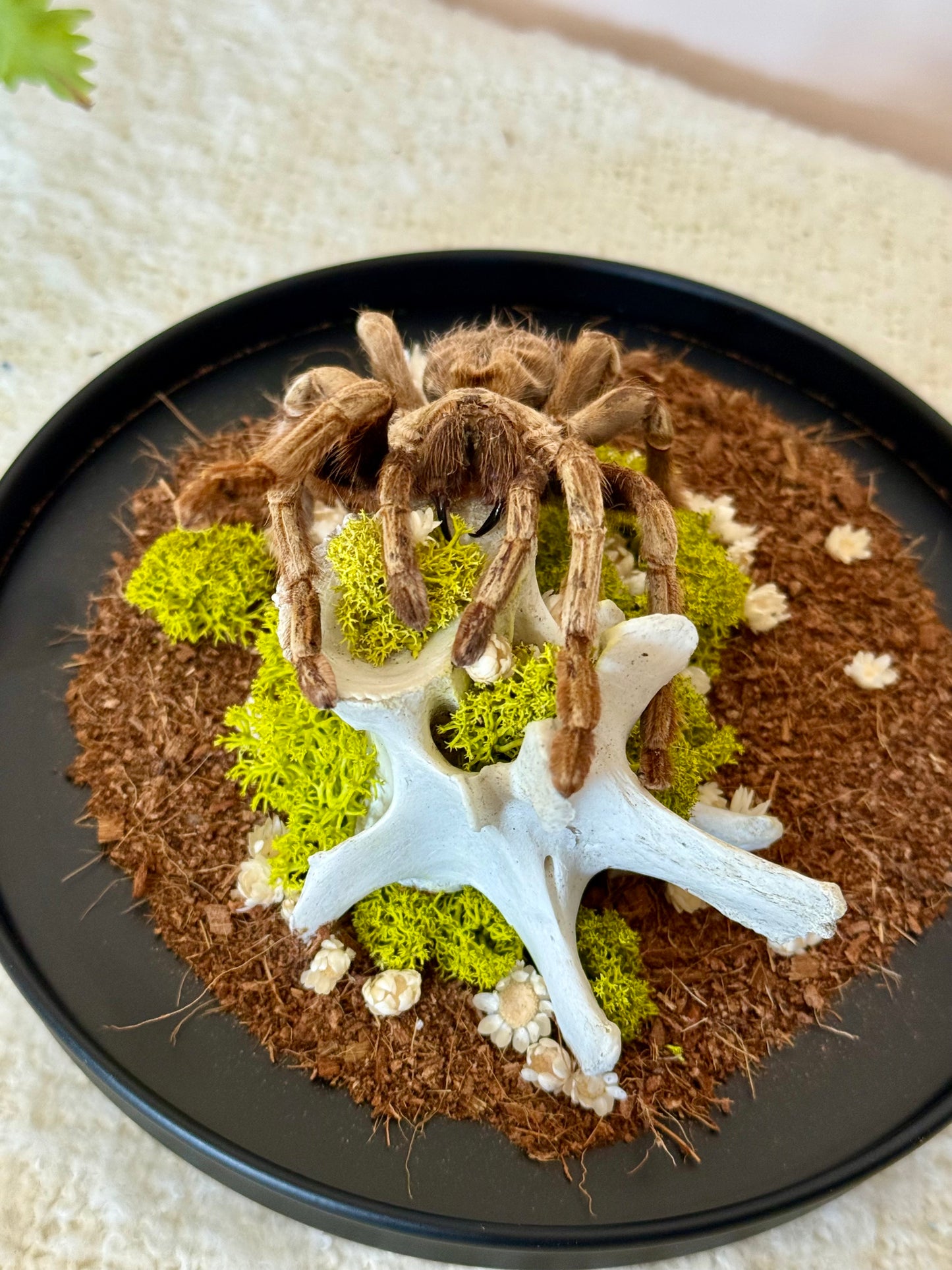 Brazilian Rusty Birdeater Tarantula with Vertebral Bone