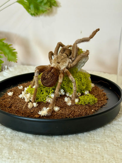 Brazilian Rusty Birdeater Tarantula with Vertebral Bone