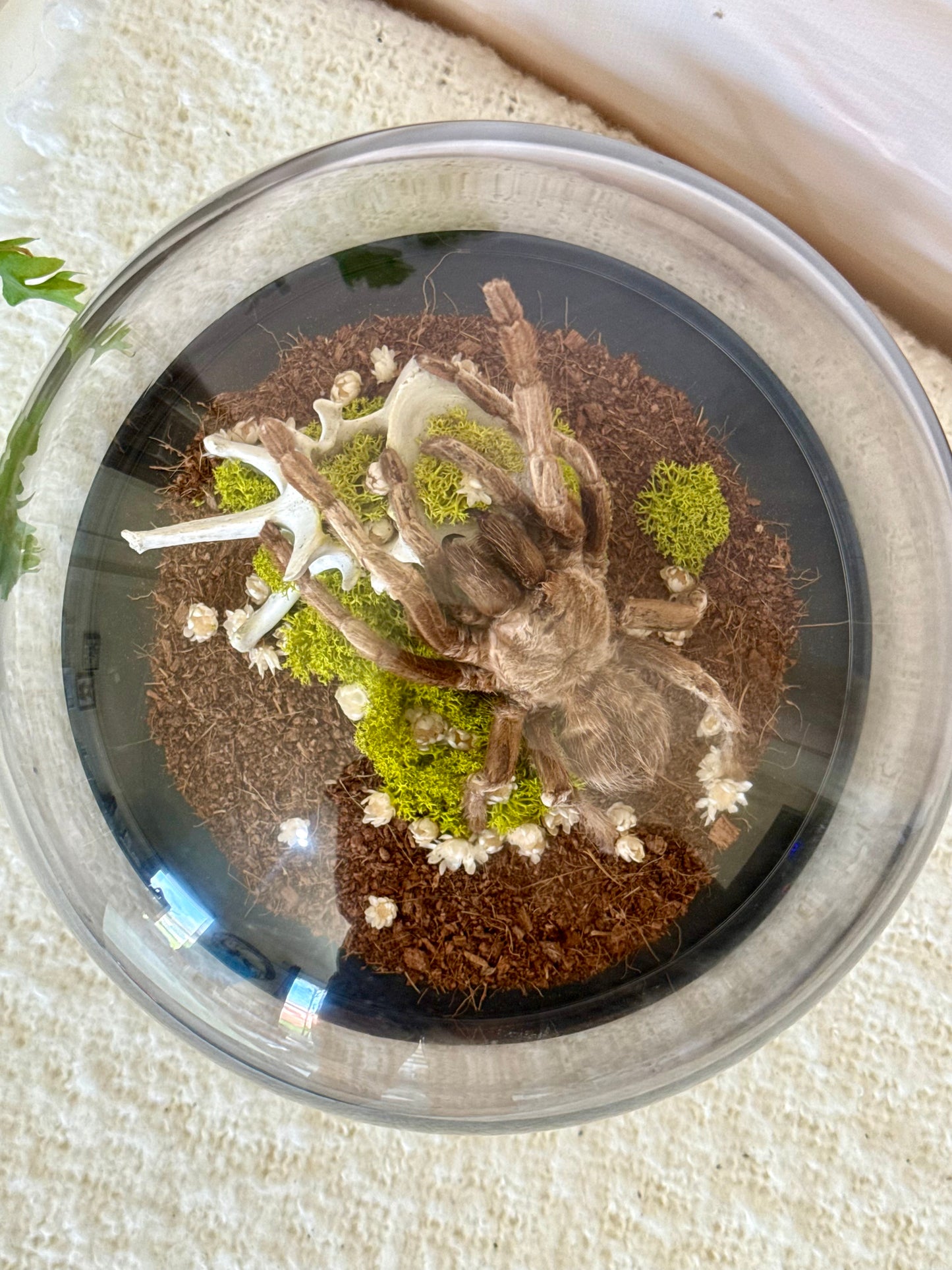 Brazilian Rusty Birdeater Tarantula with Vertebral Bone