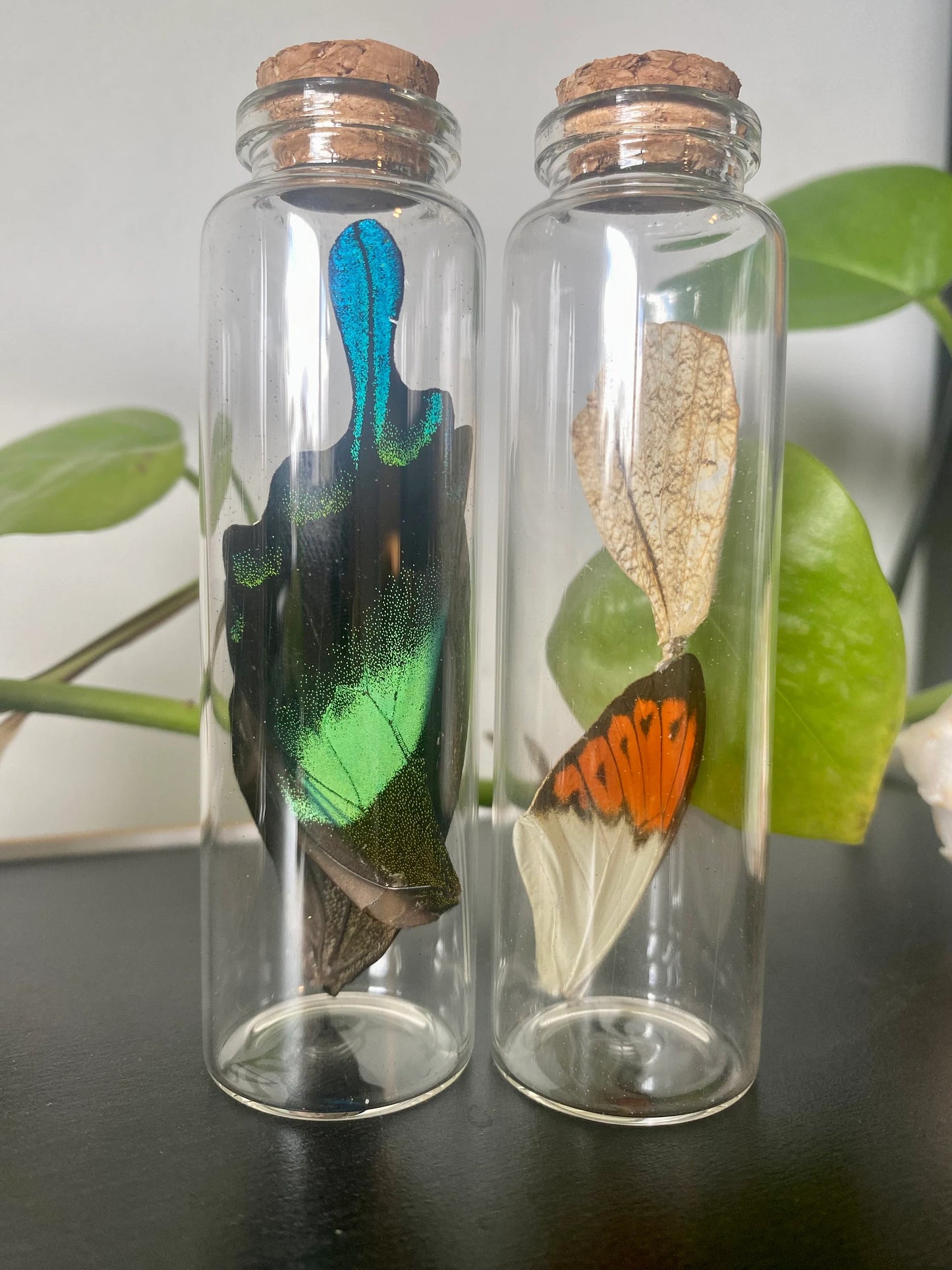 Large Butterfly Wing Vial