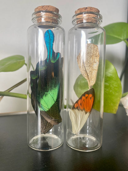 Large Butterfly Wing Vial