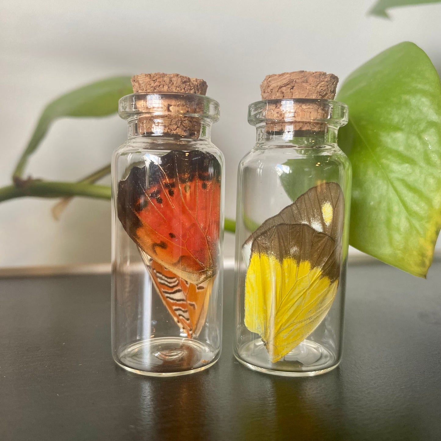 Small Butterfly Wing Vial