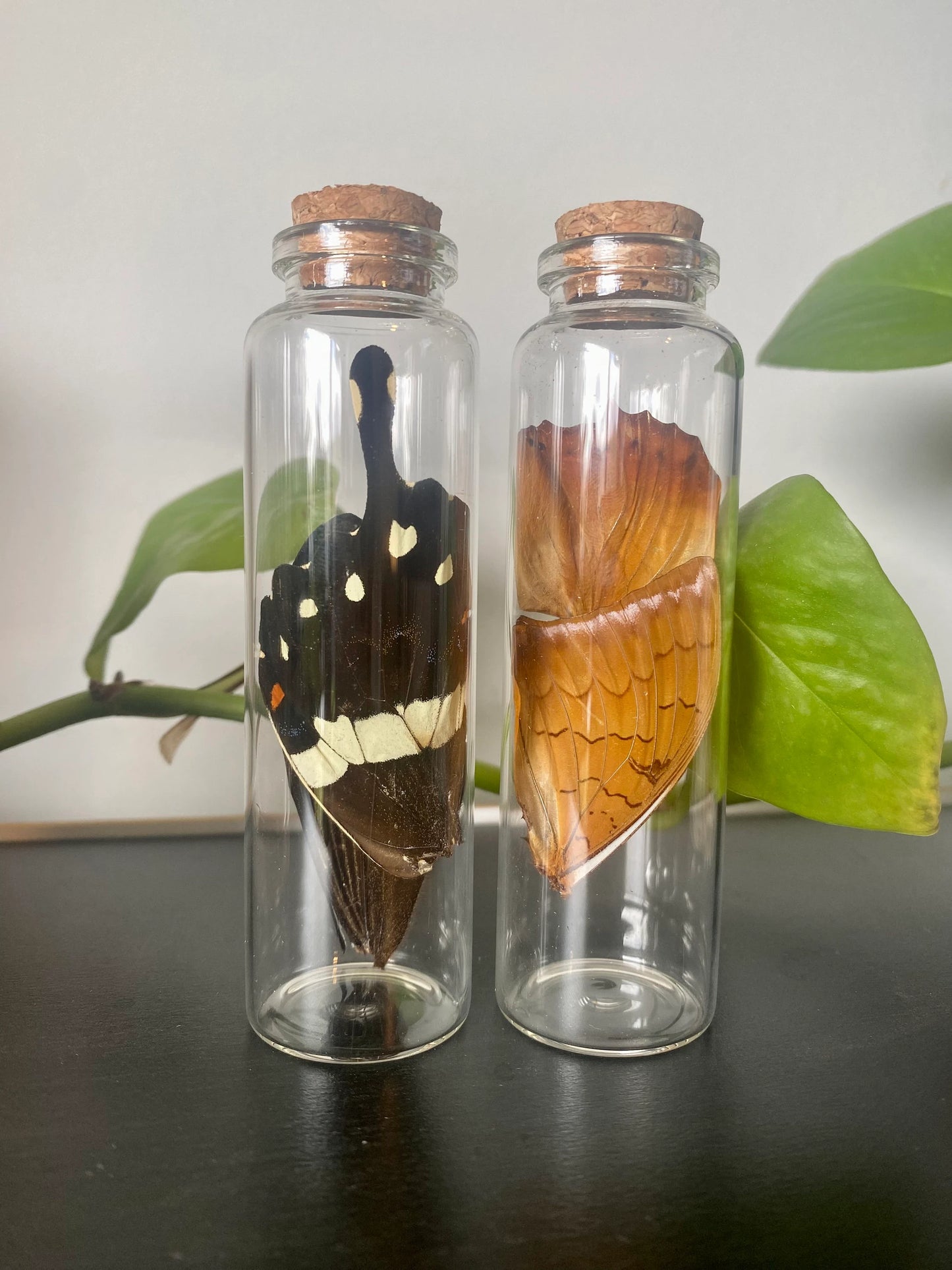Large Butterfly Wing Vial