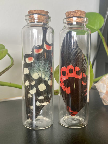 Large Butterfly Wing Vial