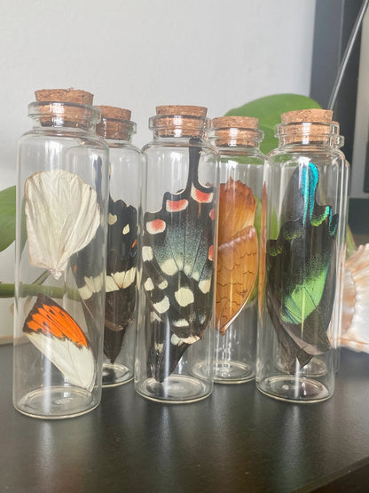 Large Butterfly Wing Vial