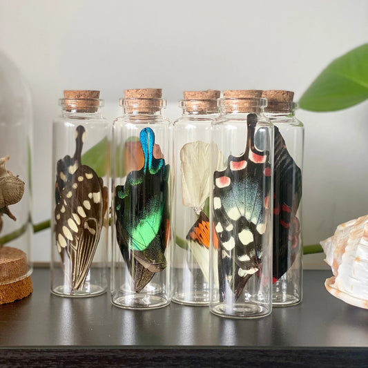 Large Butterfly Wing Vial