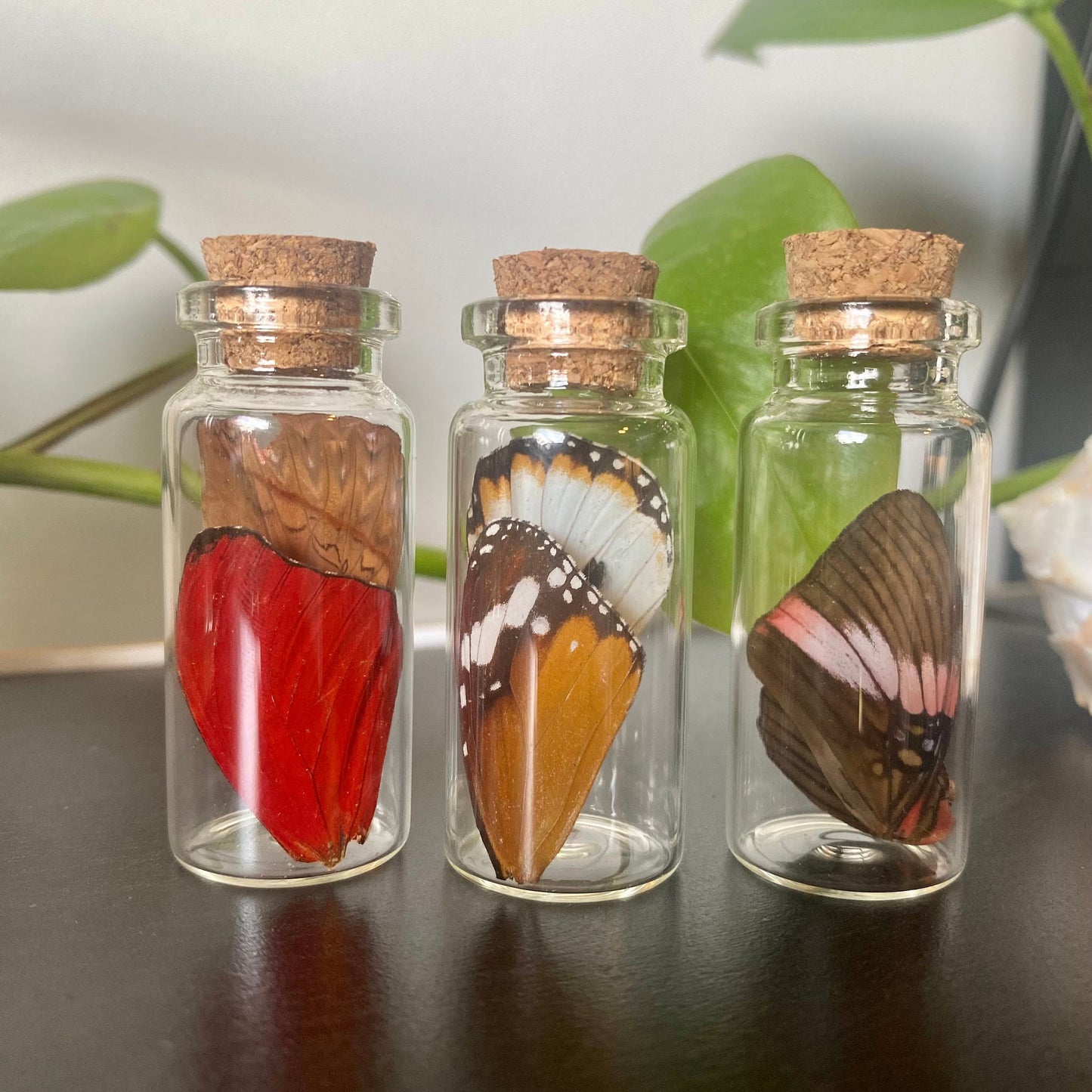 Small Butterfly Wing Vial