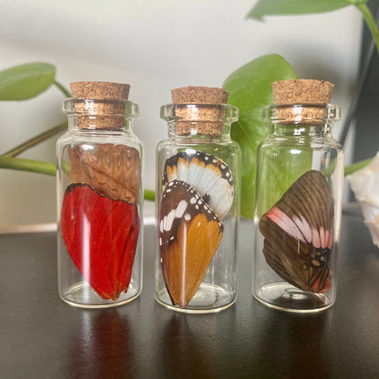 Small Butterfly Wing Vial