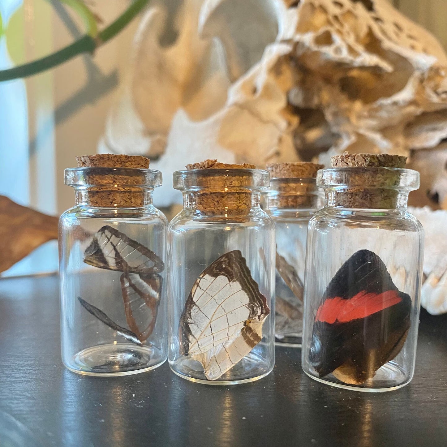 Mini Butterfly Wing Vial
