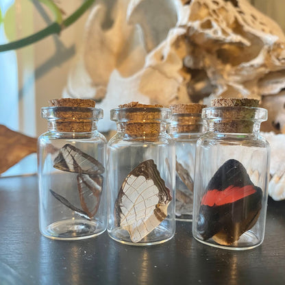 Mini Butterfly Wing Vial