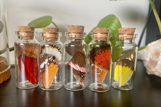 Small Butterfly Wing Vial
