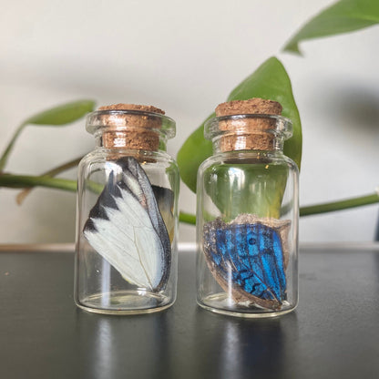 Mini Butterfly Wing Vial