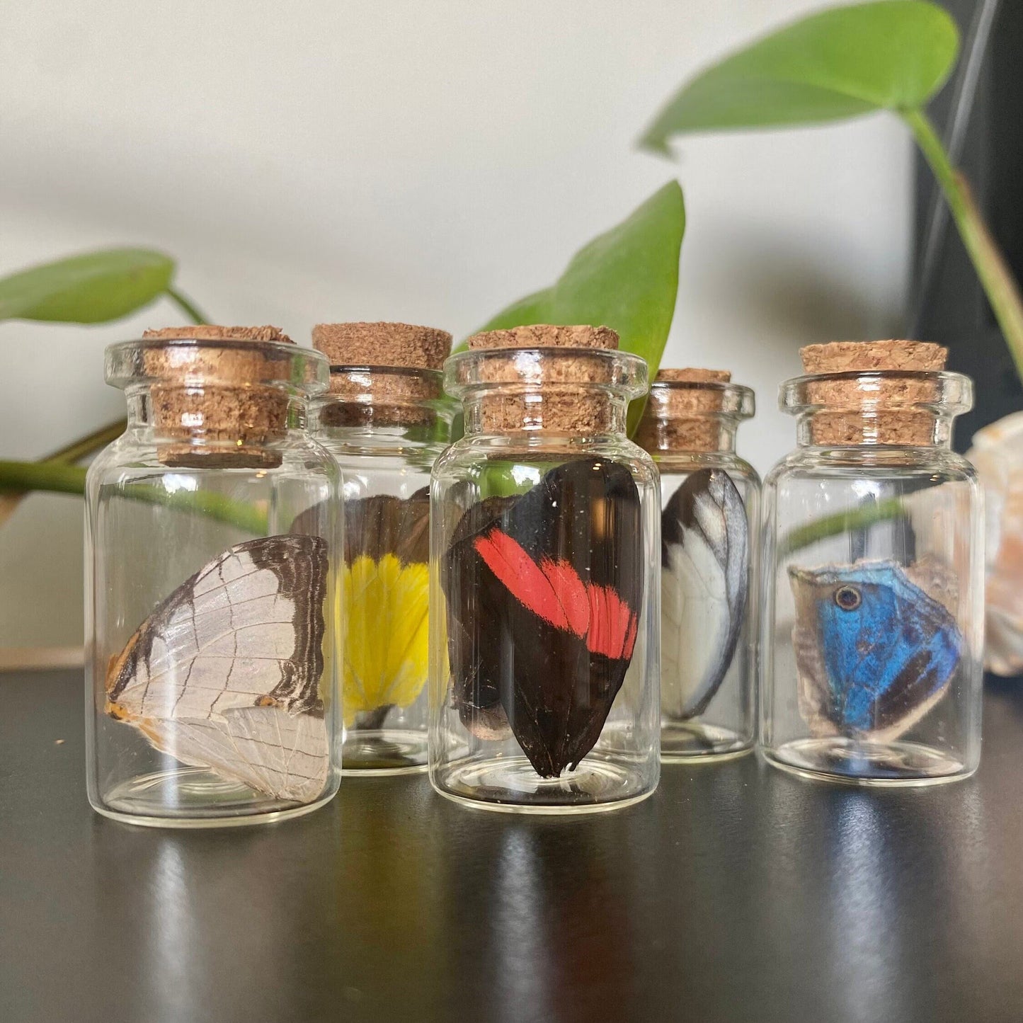 Mini Butterfly Wing Vial